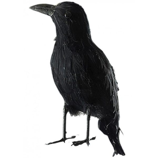 Corvo Nero In Piuma